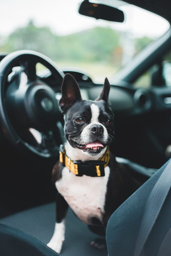 cibo per cani in viaggio